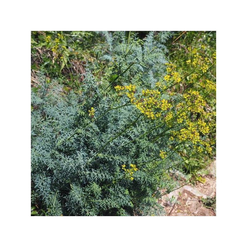 Rue officinale au feuillage persistant bleu gris