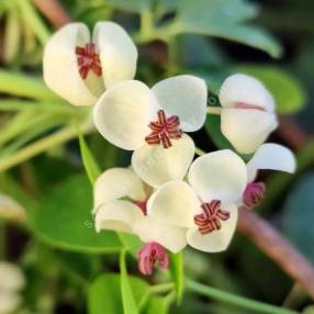 Akebia quinata 'Shirobana' - Akébie à fleur blanche