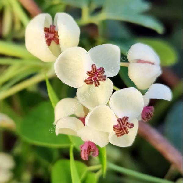 Akebia quinata 'Shirobana' - Akébie à fleur blanche