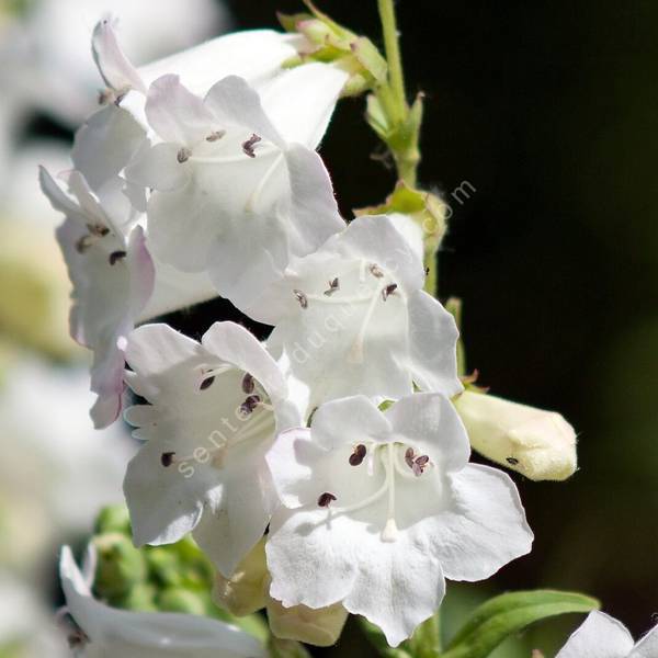 Penstemon 'White Bedder' - Galane à fleur blanche