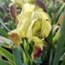 Iris speudopumila - Iris de Sicile