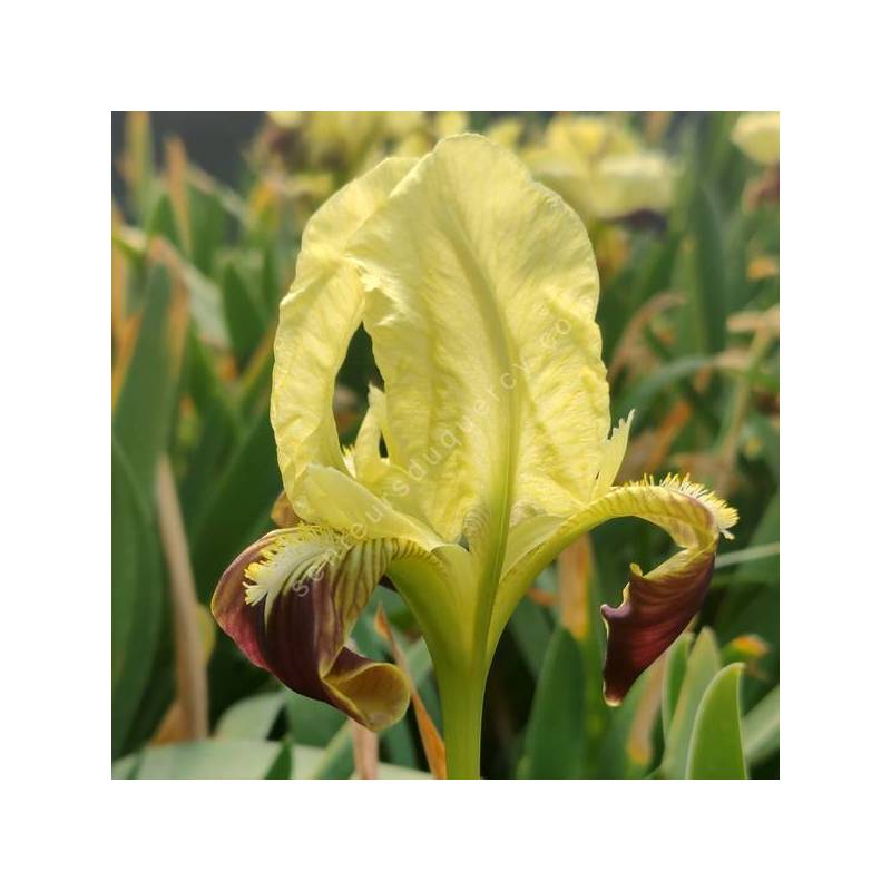 Iris speudopumila - Iris de Sicile