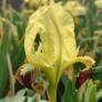 Iris speudopumila - Iris de Sicile