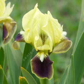 Iris speudopumila - Iris de Sicile