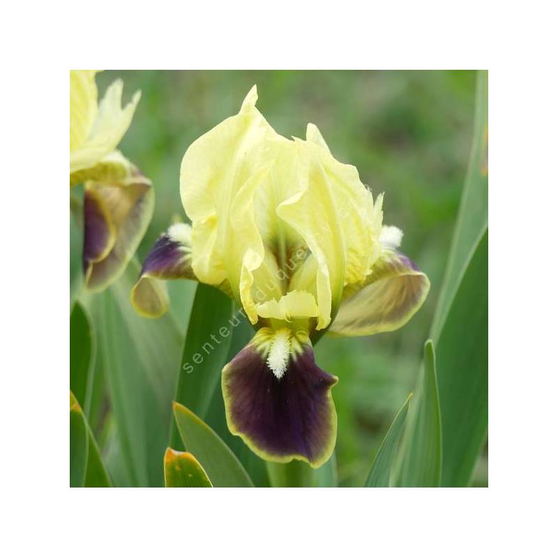 Iris speudopumila - Iris de Sicile