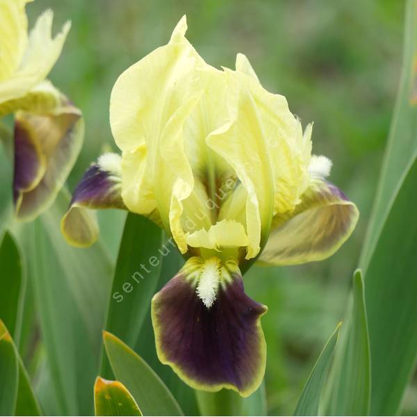 Iris speudopumila - Iris de Sicile