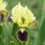 Iris speudopumila - Iris de Sicile