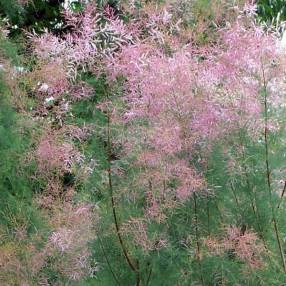 Tamarix ramosissima - Tamaris d'été