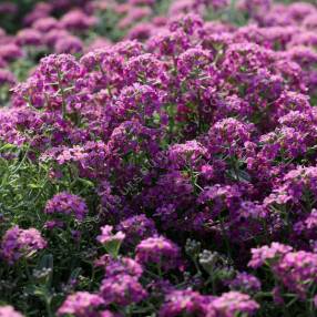 Alyssum spinosum 'Rubrum' - Alysson épineux rose