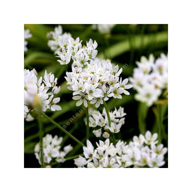 Allium neapolitanum - Ail de Naples