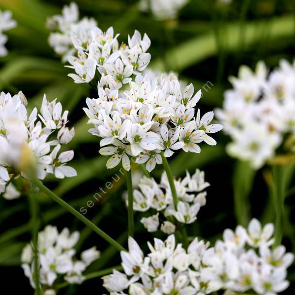 Allium neapolitanum - Ail de Naples