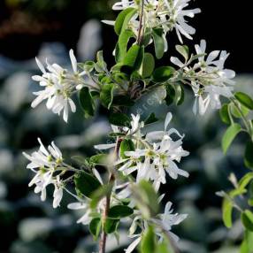 Amelanchier ovalis - Amélanchier commun