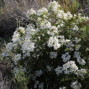 Choisya x dewitteana 'Aztec Pearl' - Oranger du Mexique