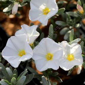 Convolvulus cneorum - Liseron argenté