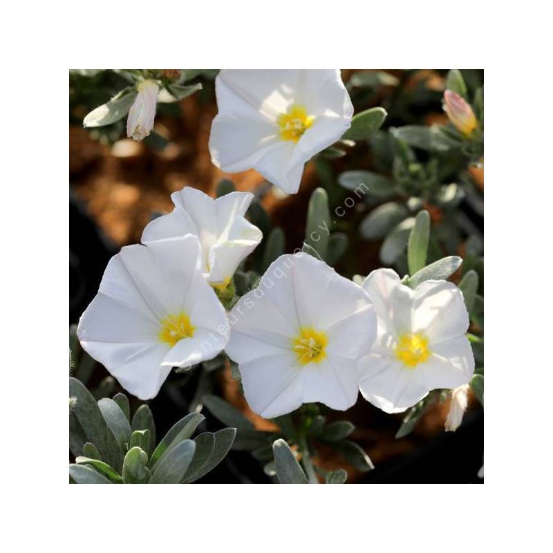 Convolvulus cneorum - Liseron argenté