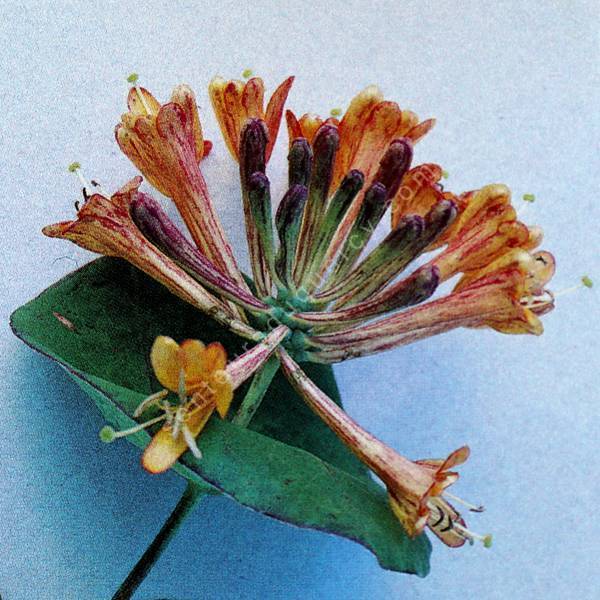 Lonicera x tellmaniana - Chèvrefeuille de Tellman