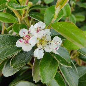 Cotoneaster x suecicus 'Skogholm' - Cotoneaster rampant