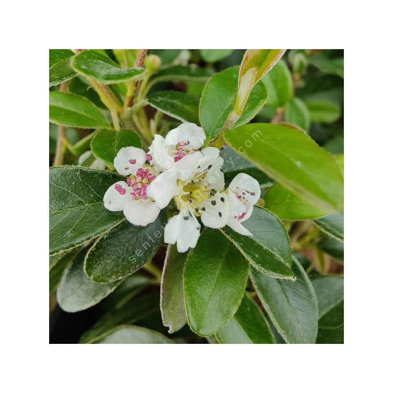 Cotoneaster x suecicus 'Skogholm' - Cotoneaster rampant