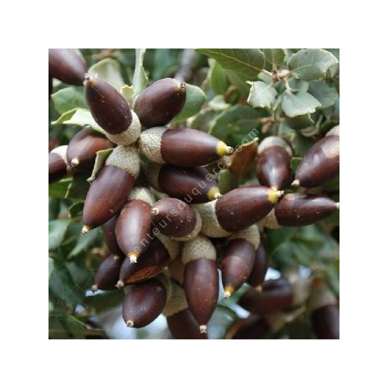 Quercus ilex subsp. ballota - Chêne à gland doux