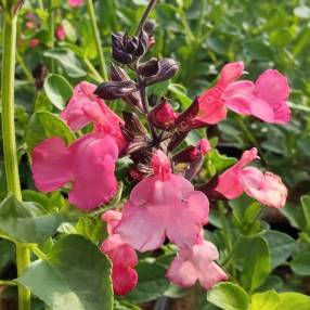 Salvia greggii 'Mirage Saumon' - Sauge arbustive compacte rose saumoné