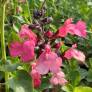 Salvia greggii 'Mirage Saumon' - Sauge arbustive compacte rose saumoné