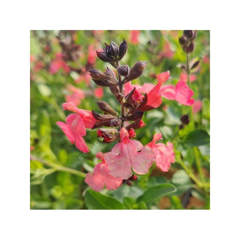 Salvia greggii 'Mirage Saumon' - Sauge arbustive compacte rose saumoné