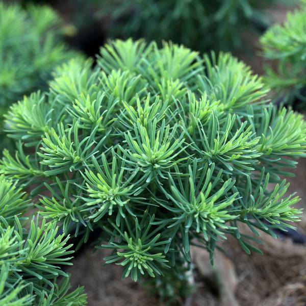 Euphorbia deflexa - Euphorbe de Grèce