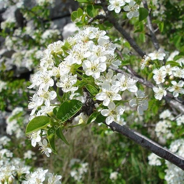 Prunus mahaleb - Cerisier de Sainte Lucie