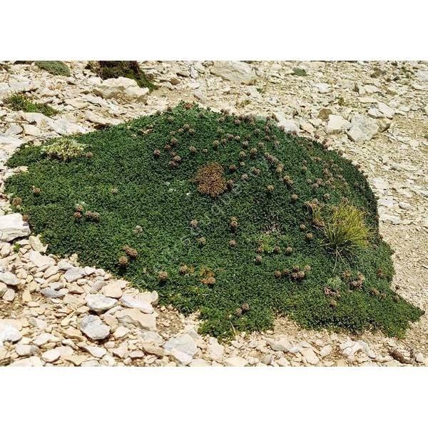 Globularia cordifolia 'Mont Ventoux' - globulaire à feuille en forme de cœur Globularia cordifolia 'Mont Ventoux' - globulaire à feuille en forme de cœur