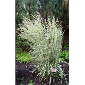 Calamagrostis x acutiflora 'Overdam' - Calamagrostide panaché