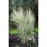 Calamagrostis x acutiflora 'Overdam' - Calamagrostide panaché