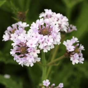 Verbena venosa ‘Lilacina’ – Verveine rigide mauve clair