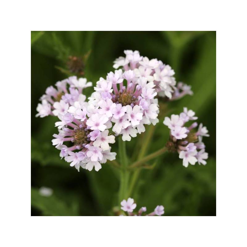 Verbena venosa ‘Lilacina’ – Verveine rigide mauve clair