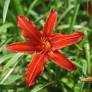 Hemerocallis 'Sammy Russell' - Hémérocalle rouge