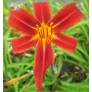 Hemerocallis 'Crimson Pirate' - Hémérocalle rouge