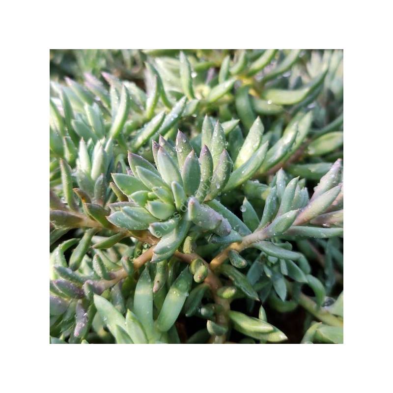 Sedum sediforme - Orpin de Nice