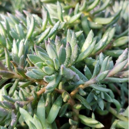 Sedum sediforme - Orpin de Nice