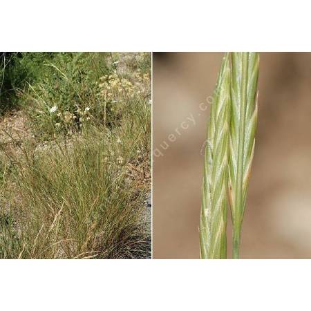 Brachypodium phoenicoides - Brachypode de Phénicie