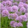 Allium 'Serendipity'