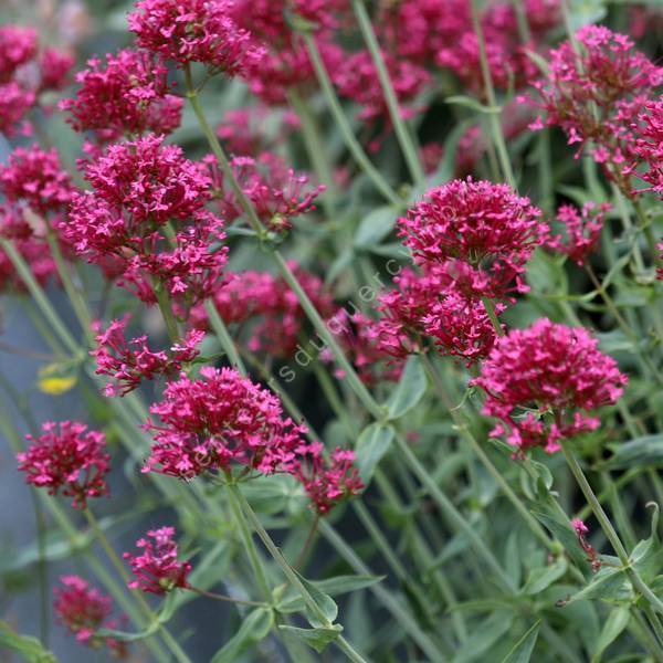 Valeriane des murs à fleur rouge Centranthus ruber 'Pretty Betsy' — free download