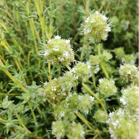 Thymus albicans - Thym blanc