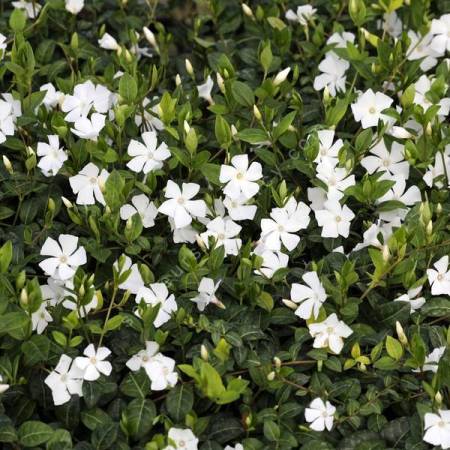 Vinca minor 'Elisa' - Petite pervenche blanche compacte
