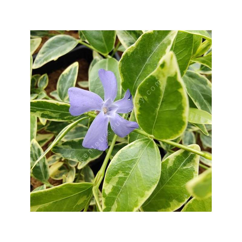 Vinca minor 'Variegata' - Petite pervenche bleue panachée