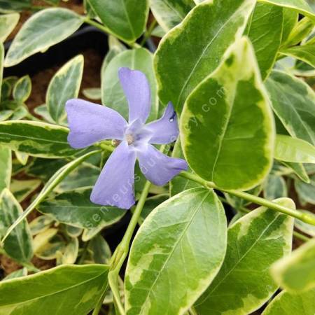Vinca minor 'Variegata' - Petite pervenche bleue panachée