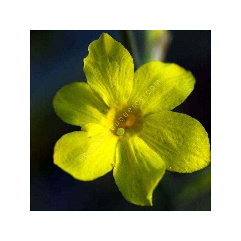 Jasminum mesnyi - Jasmin primevère