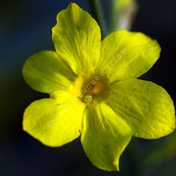 Jasminum mesnyi - Jasmin primevère Jasminum mesnyi - Jasmin primevère
