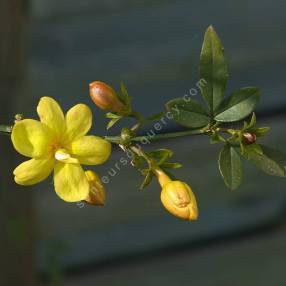 Jasminum mesnyi - Jasmin primevère