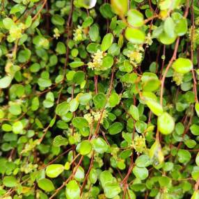 Muehlenbeckia complexa