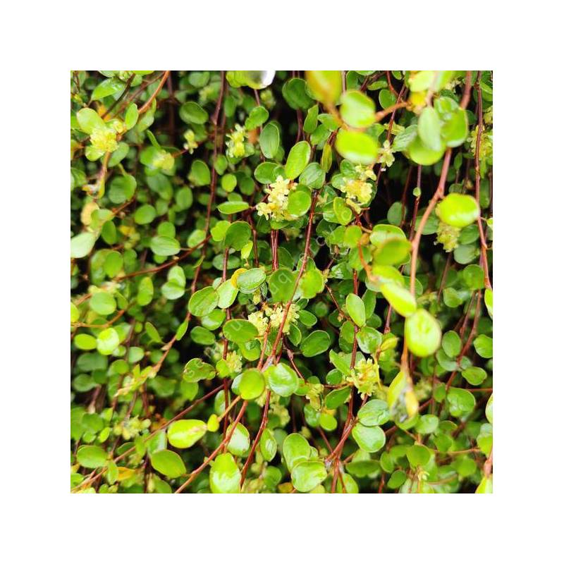 Muehlenbeckia complexa