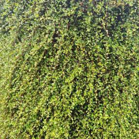 Muehlenbeckia complexa